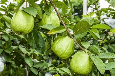 गमले में अमरूद फल का पेड़ कैसे लगाएं How To Grow Guava Tree At Home