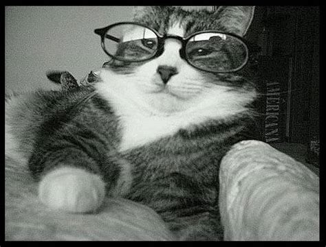 Guys With Glasses: Cat With Glasses