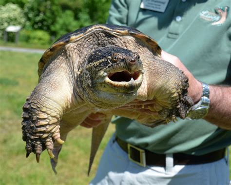 Snapping Turtle Feeding (Video) | Virginia Living Museum