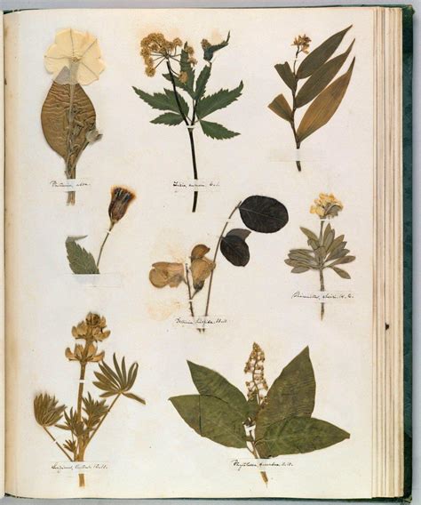 Emily Dickinsons Herbarium A Forgotten Treasure At The Intersection