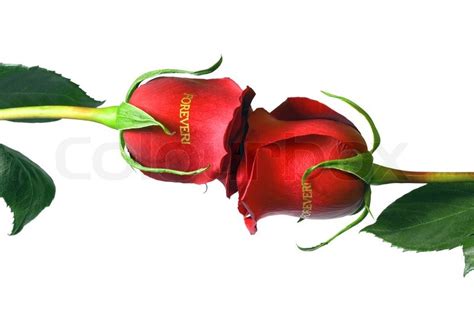 Red rose kiss red rose isolated on ... | Stock image | Colourbox