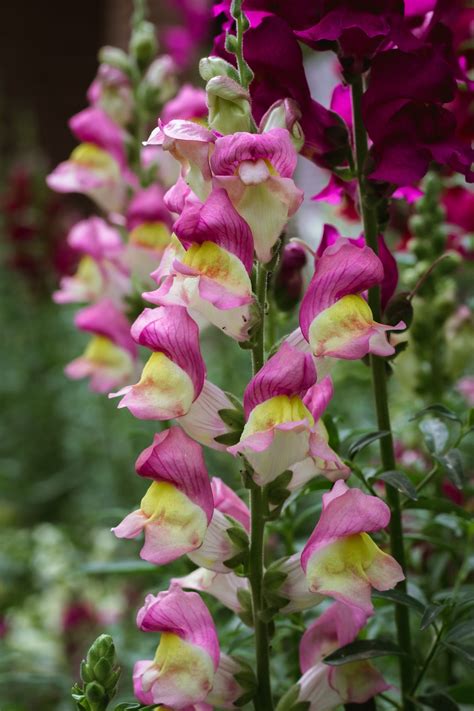 Deadheading Snapdragons: A Simple Guide to Promote Blooming ...