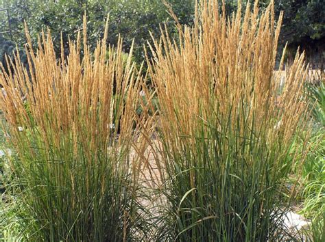 Ornamental Grasses For Arizona Landscapes – Craftsmumship