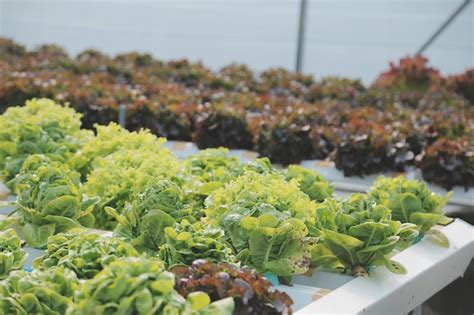 Mujer Jardinera Inspecciona La Calidad De La Lechuga De Roble Verde En