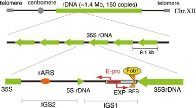 Structure Of The Budding Yeast Rdna Locus The Rdna Is A Tandem