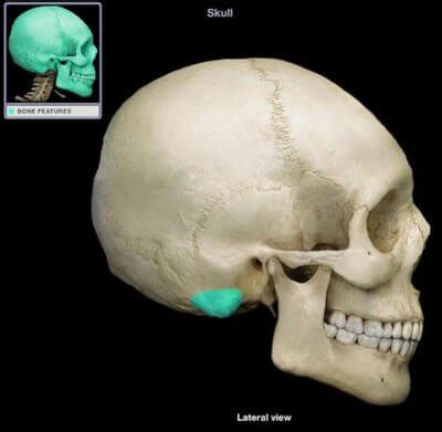 Mastoid Process : Definition, Location, Function and Pain