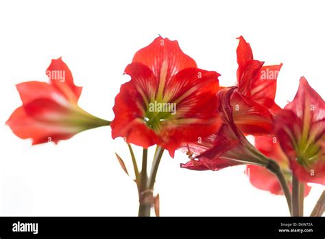 Grape Stalk Fotografías E Imágenes De Alta Resolución Alamy