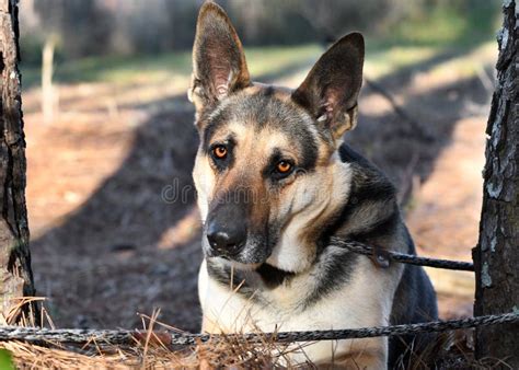 Male German Shepherd K9 Police Dog Outside On Leash Stock Photo Image