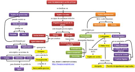 Mapa Conceptual De Los Tejidos Vegetales Y Sus Funciones Diary Bersama