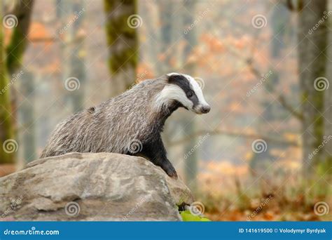 Badger near its burrow stock photo. Image of animal - 141619500