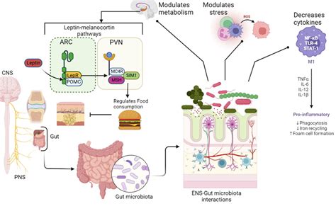 Diagrammatic Illustration Of Leptin Melanocortin Signaling Pathway The Download Scientific