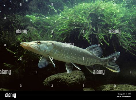 Northern pike (Esox lucius Stock Photo - Alamy