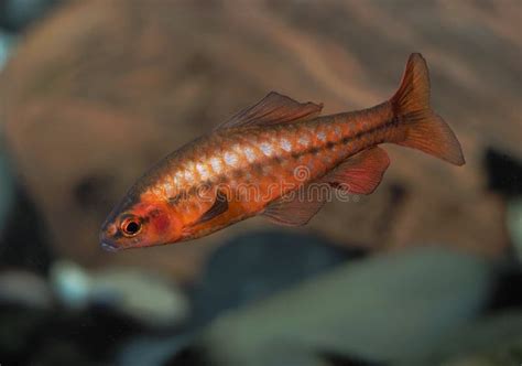 Male Cherry Barb In An Aquarium Stock Photo Image Of Water Fish