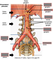 Hypogastric plexus; Pelvic Plexus