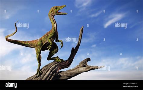 Compsognathus Longipes Diminuta Especie De Dinosaurio Del Período Jurásico Tardío De Fondo