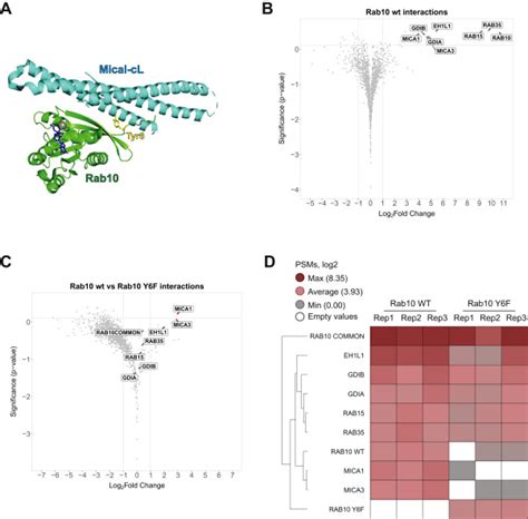 Phosphoproteome Profiling Of The Receptor Tyrosine Kinase Musk