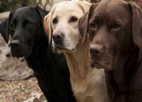 Raças De Cachorro Amarelo - amarelo- quanto custa | Cachorros: Raças, pequeno, grande, fofos, preço ...
