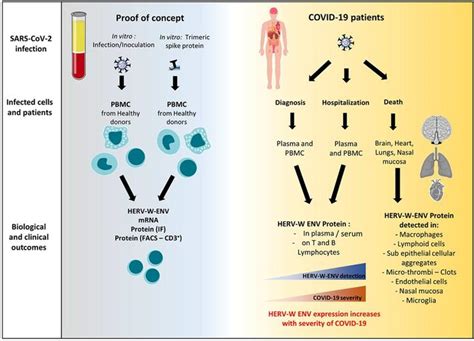 Sars Cov 2刺突蛋白激活人血细胞内的内源性逆转录病毒 知乎