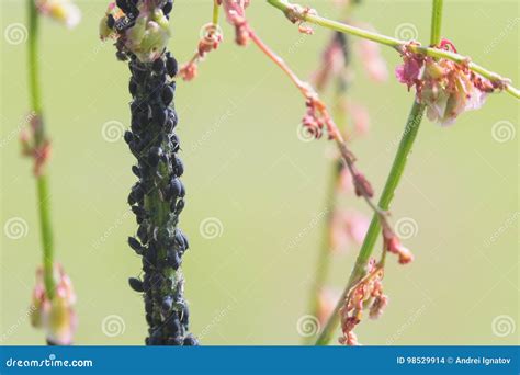 Aphid Infestation of Garden Plants. Stock Photo - Image of animallimb ...