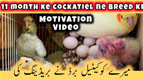 Cockatiel breeding age || cockatiels breeding age || cocktail birds breeding tips in hindi ...