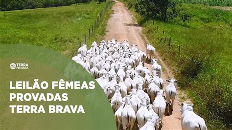 TERRA PECUÁRIA LEILÃO FÊMEAS PROVADAS TERRA BRAVA YouTube