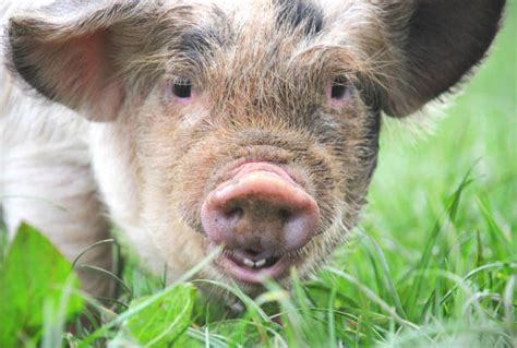 Pig Nose Ring Stock Photos, Pictures & Royalty-Free Images - iStock