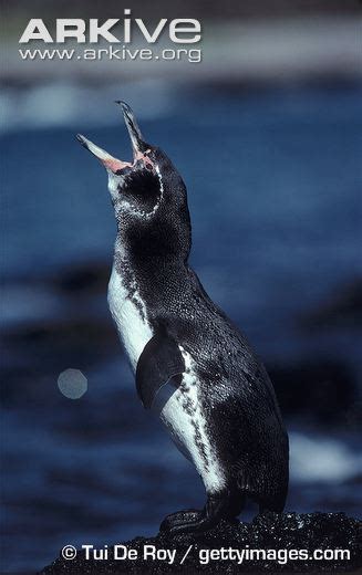 Behavior - GALAPAGOS PENGUINS