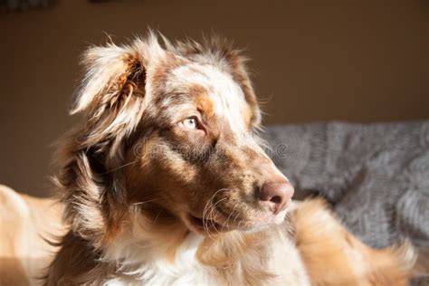 A Young Australian Shepherd On The Bed Stock Image Image Of Nice