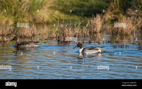 Northern Pintail Anas Acuta Pair Of Birds In Environment Stock Photo