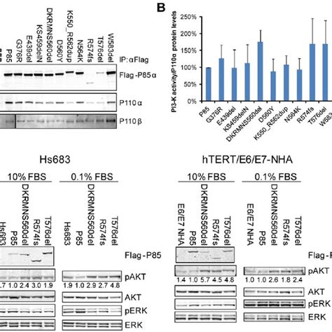 Mutant P85 A Bound P110 A And P110 B And Increased Signaling Through