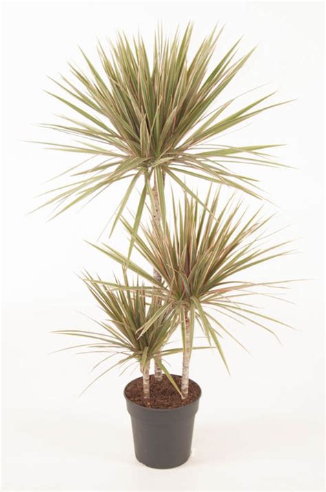 Dracaena Bicolor — Plant Wholesale Floraccess