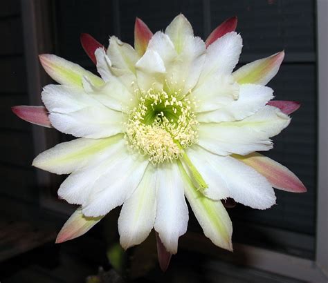 Poppular Photography: The Cereus Night Blooming Cactus