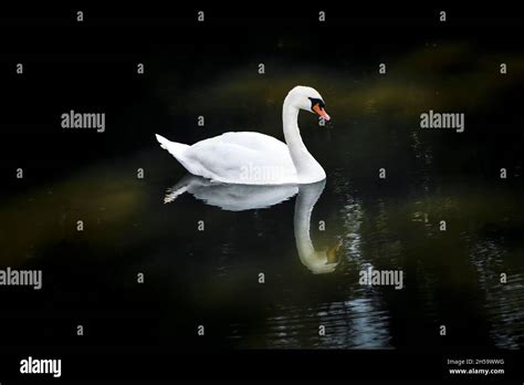 Höckerschwan Cygnus olor auf einem See Stock Photo Alamy