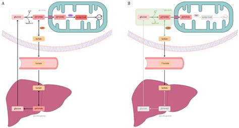 Metabolic Alterations In Sepsis