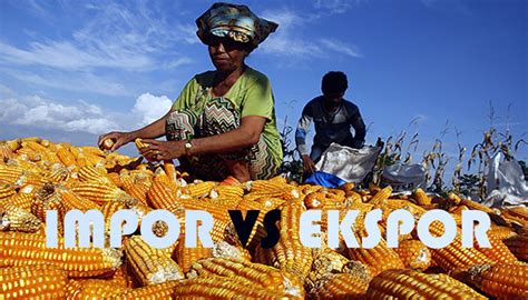 Meski Produksi Jagung Surplus Ternyata Puluhan Ribu Ton Jagung Impor