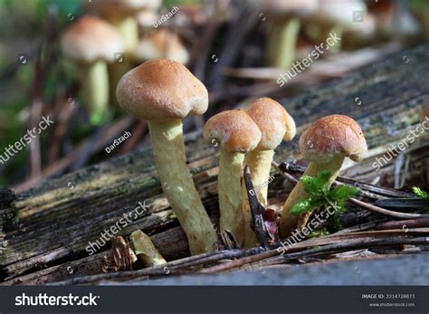 Family Small Edible Yellow Mushrooms Stock Photo 2214728873 | Shutterstock