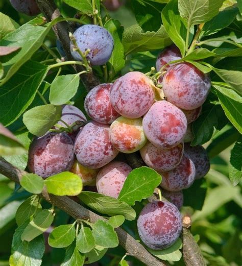 Prunus Domestica Opal Artl Nder Pflanzenhof