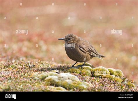 Monochrome Shorebird Blackish Cinclodes Cinclodes Antarcticus Sooty