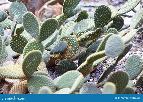 Opuntia Microdasys Angel Wings Bunny Cactus Or Polka Dot Cactus Stock