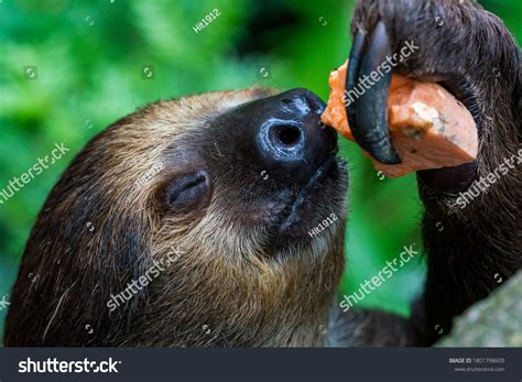 666 Sloth Eating Stock Photos, Images & Photography | Shutterstock