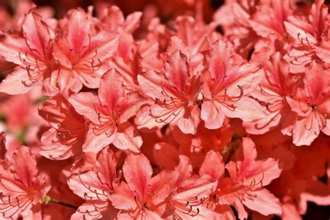 Avril En Fleurs Fleurs Planter Ou Semer En Avril Dans Son Jardin