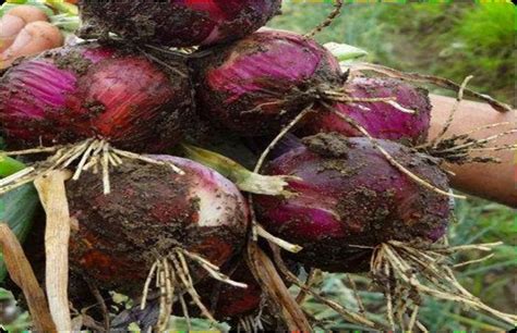 Bawang Merah Sebagai Zat Perangsang Tumbuh Alami