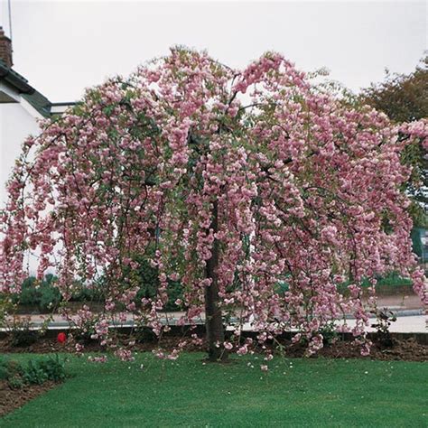 Prunus Kiku Shidare Zakura Weeping Japanese Cherry