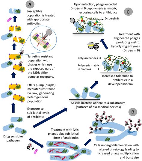 Ameliorating The Antimicrobial Resistance Crisis Phage Therapy Saha