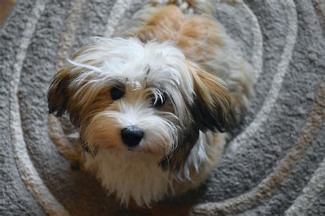 Are Havanese Hypoallergenic Dogs? | Hypoallergenic Dog