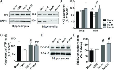 Melatonin Increases Mitochondrial Hkii Expression Hippocampal Atp