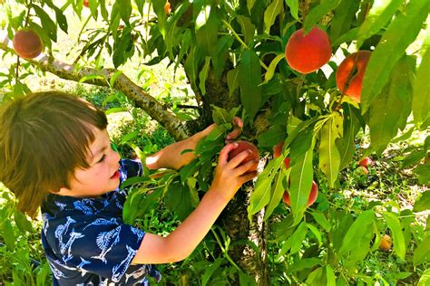 U-Pick California Fruit near San Francisco - ROAM Family Vacation