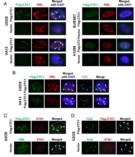 Figure 1 from The human CTC1/STN1/TEN1 complex regulates telomere ... 