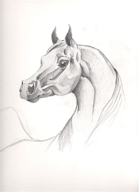 Arabian Horse By Cozzmic On Deviantart