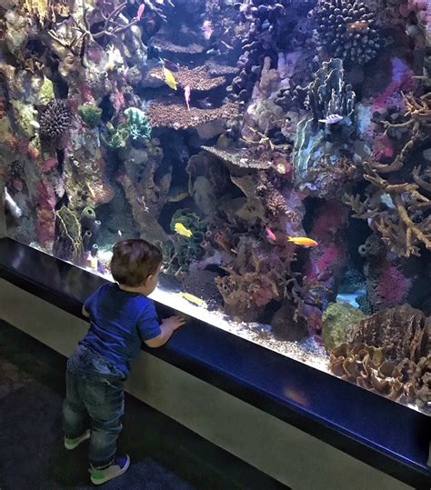 7 Reasons to Visit the Pittsburgh Zoo & PPG Aquarium - Toddling Traveler